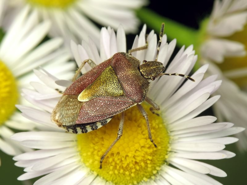 Dolycoris baccarum (Linnaeus, 1758)